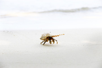 hermit crab In a beautiful shell On white beaches, tropical Andaman Sea.