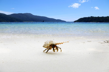 hermit crab In a beautiful shell On white beaches, tropical Andaman Sea.
