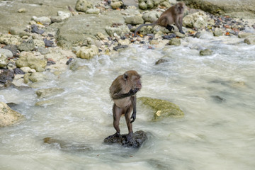 Young monkey standing on stone