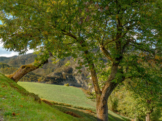 Fototapeta premium Chestnuts tree