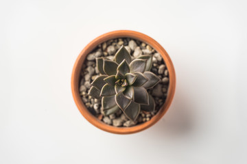 Business concept - Top view of cute succulent green plant on white background desk for mockup