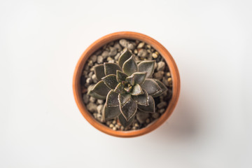 Business concept - Top view of cute succulent green plant on white background desk for mockup