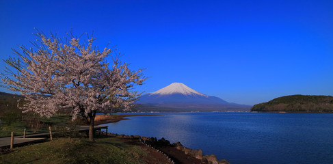 Les fleurs de cerisier et le mont Fuji de la zone 