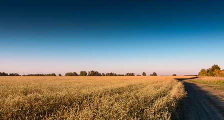 Fototapeta premium Autumn fields
