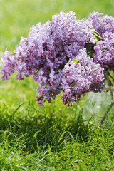 Lilac flowers in vase on grass