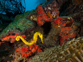 Tigertail seahorse