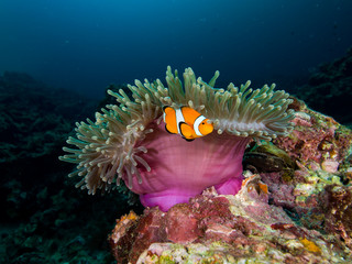 Naklejka na ściany i meble Clownfish in its anemone 