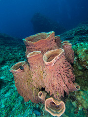 barrel sponge