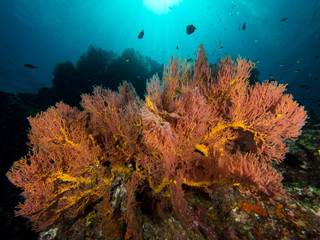 Fototapeta na wymiar Sunburst of a gorgonian sea fan coral