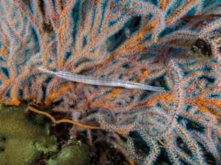 Juvenile trumpet fish in front of a sea fan