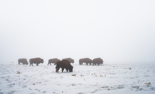 American Buffalo / Bision