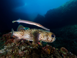 Two unlikely friends: a trumpetfish and a porcupinefish 