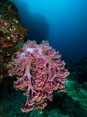 Purple soft coral on a coral reef wall