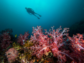 Fototapeta na wymiar Red soft coral and a diver in the background