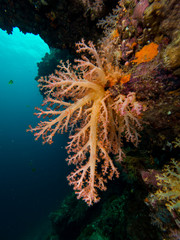 Fototapeta na wymiar Yellow and orange soft coral on a coral wall