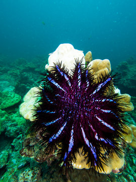 Crown of thorn seastar eating a massive coral