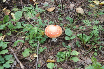 The concept of struggle against insects by natural means