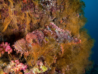 Fototapeta na wymiar A well camouflaged Scorpionfish