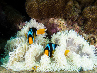 Fototapeta na wymiar Clarks anemone fish