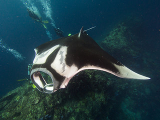 Manta ray