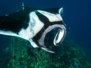 Manta ray