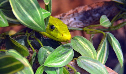 Lauerstellung - Grüne Mamba