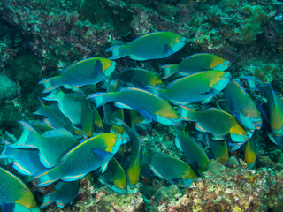 Schooling parrotfish