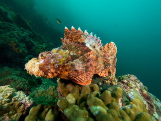 Scorpionfish