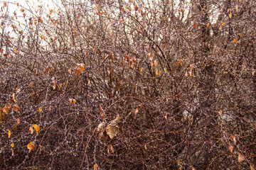 Branches of birch with earrings in raindrops on a background