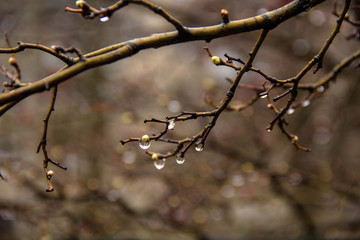 Branches of birch with earrings in raindrops on a background