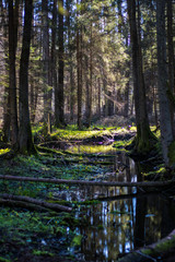 leśny strumień z promieniami słońcq © Magdalena
