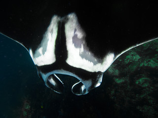 Manta ray