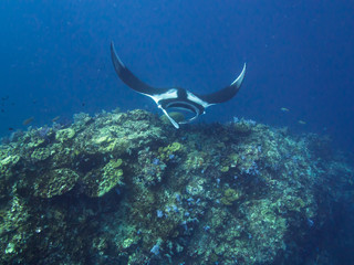 Manta ray