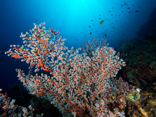 Fototapeta na wymiar Hallow branch coral