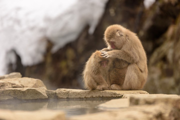 雪の中で温泉につかる猿たち
