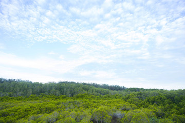 Fototapeta na wymiar High angle view of mangroves in nature. There is bright sky