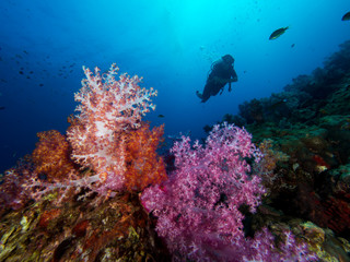Naklejka na ściany i meble Diver and soft corals