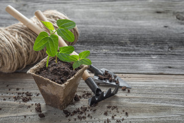 Seedlings in a peat pot
