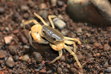 Freshwater crab