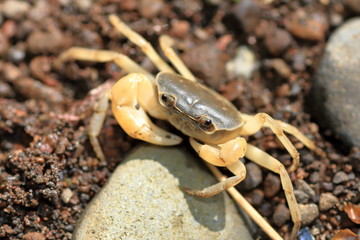 Freshwater crab
