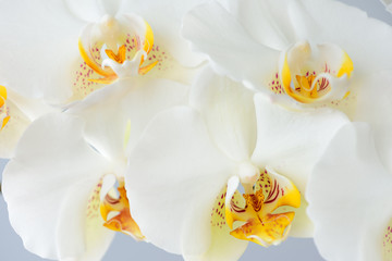 Naklejka na ściany i meble Large white orchid flowers