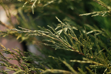 Juniper branch on soft neutral background.