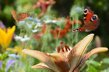Schmetterling 317 © K.-U. Häßler
