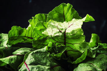 Beet tops, dark background, selective focus