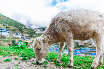 White mountain calf