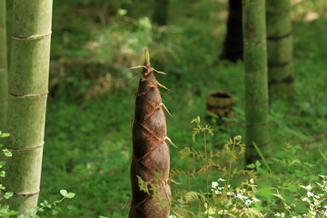 Bamboo sprout