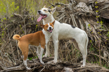 Basenji dog with its bigger friend (cross-breed of hunting and northern dog) are being happy standing on a root of fallen tree at spring season