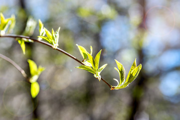 The first spring gentle leaves, buds and branches macro background, young branches with leaves and buds, First sprout on tree branch.