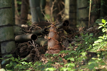 Bamboo sprout