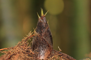 Bamboo sprout